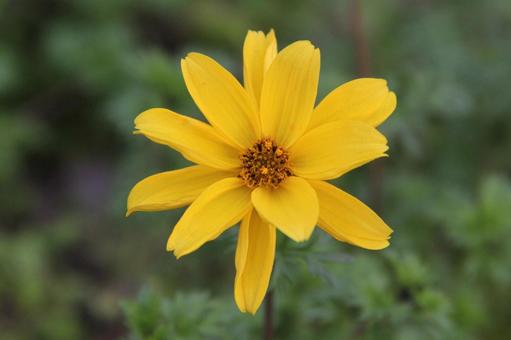Photo, a flower, fall color, short-day plants, 