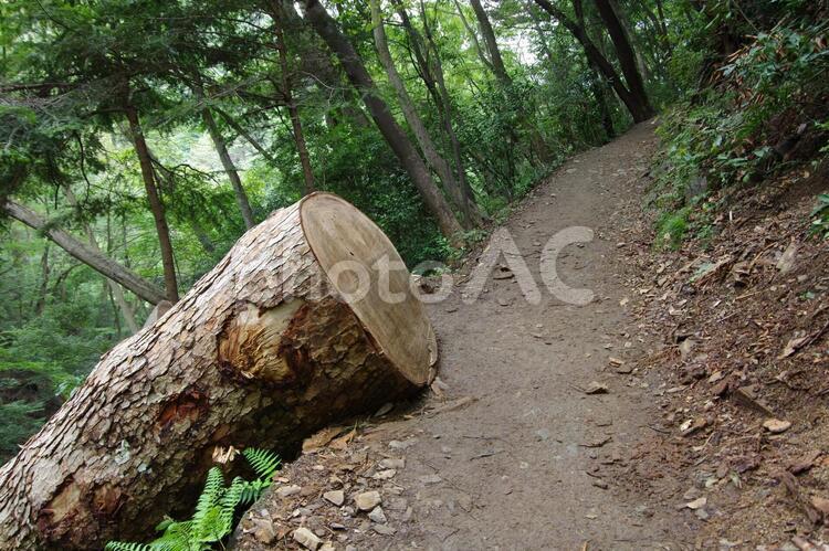登山道と倒木（高尾山4号路） 高尾山,登山道,倒木の写真素材