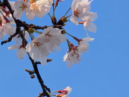 美しい青い空と桜の花 美しい青い空と桜の花の写真