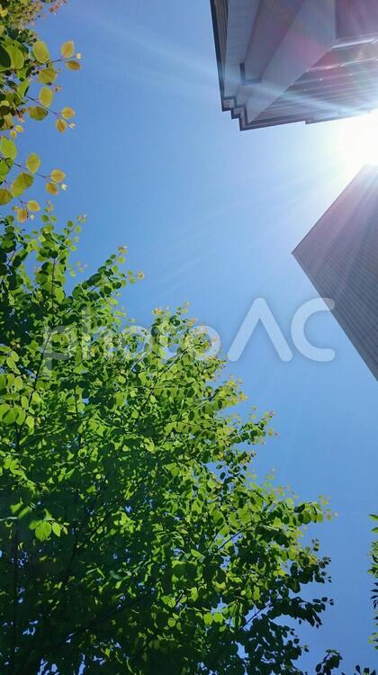 オフィス街の木漏れ日 たいよう,オフィス街,ビルの写真素材