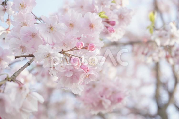 さくら 桜,さくら,サクラの写真素材