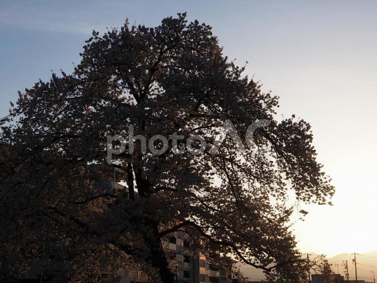 夕日を浴びる団地の桜 団地,満開,桜の写真素材