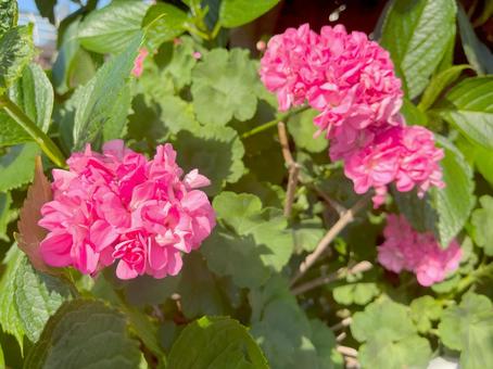 ピンク色のあじさい ピンク色のあじさいの写真