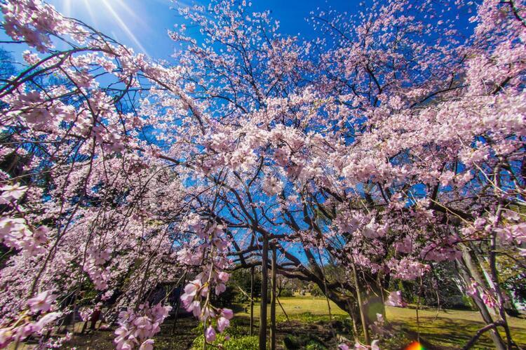 枝垂れ桜と晴天の青空 枝垂れ桜,青空,空の写真素材