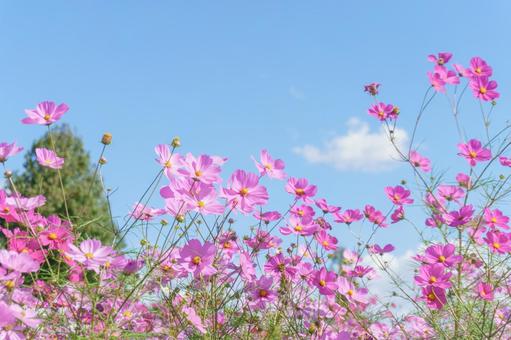 ピンクのコスモスと秋の青空 ピンクのコスモスと秋の青空 コスモス,青空,花の写真素材