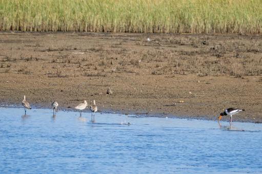 ミヤコドリとオオソリハシシギ⑸ ミヤコドリとオオソリハシシギ⑸の写真