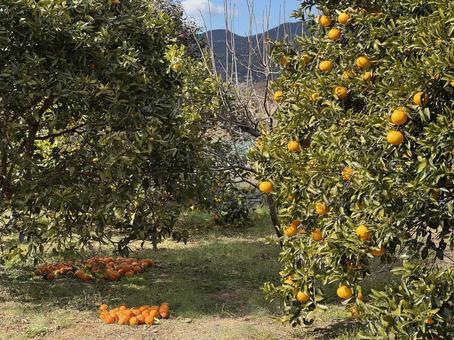 みかんの木 みかん,みかんの木,みかん農家の写真素材