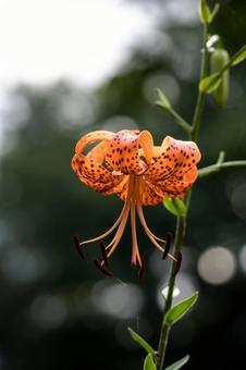 オニユリ オニユリ オニユリ,オレンジの花,夏の風物詩の写真素材