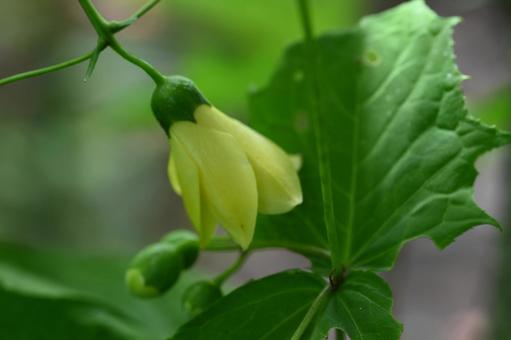 軽井沢町植物園で撮ったキレンゲショウマ 軽井沢町植物園で撮ったキレンゲショウマの写真