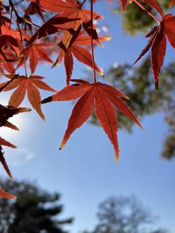 秋晴れの空に映える紅葉したもみじ もみじ,紅葉,秋の写真素材