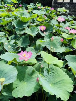 Lotus flower, JPG Lotus flower, JPG
