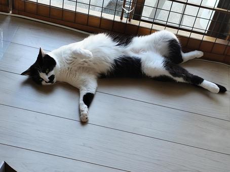 だらけっきったハチワレ妹猫 だらけっきったハチワレ妹猫 猫,室内,床の写真素材