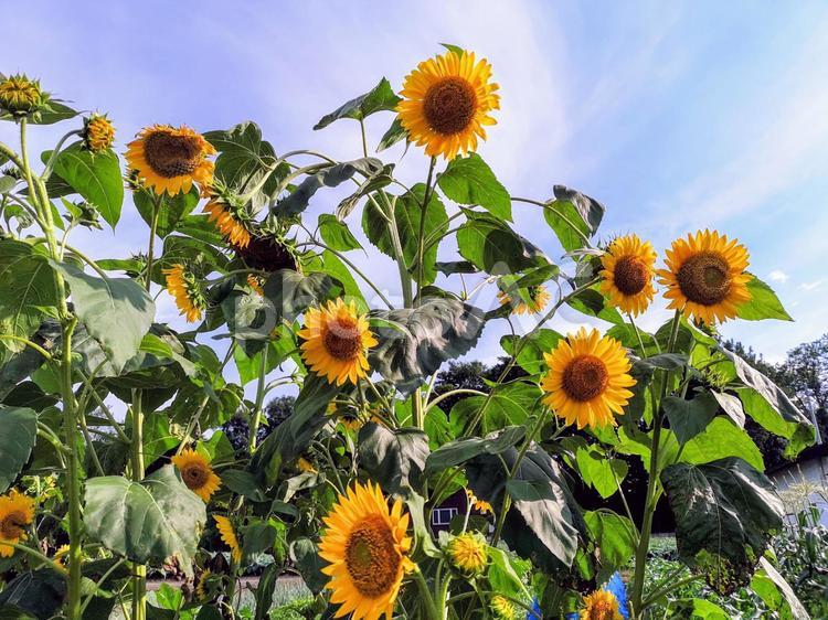 沼田のひまわり② ひまわり,向日葵,夏の花の写真素材