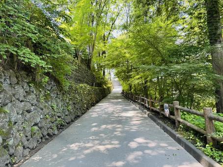 緑の小道 緑の小道の写真