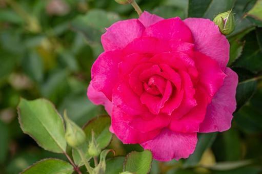 秋のバラ⑿ 秋のバラ⑿ 花,バラ,秋の写真素材