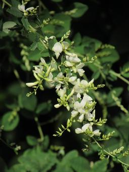 白い萩c 白い萩,萩の花,白い花の写真素材