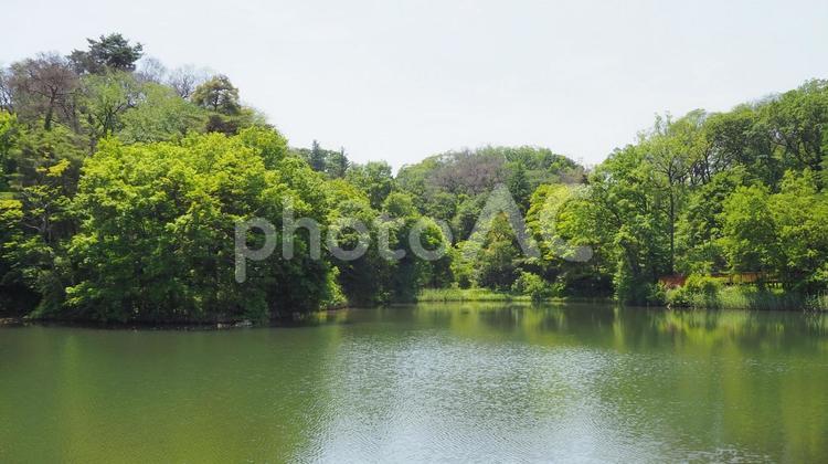 初夏の狭山自然公園・新緑の木と池・東京都 初夏,都立狭山自然公園,池の写真素材