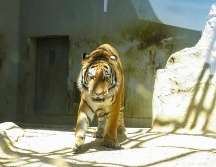 近づいてくるトラ アムールトラ,福山市立動物園,動物の写真素材