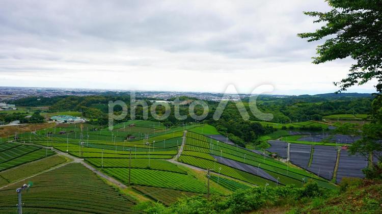 八女中央大茶園展望所からの眺め 八女市,福岡,観光の写真素材