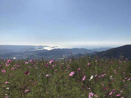 山の上のコスモス畑 コスモス,和歌山県,和歌山の写真素材