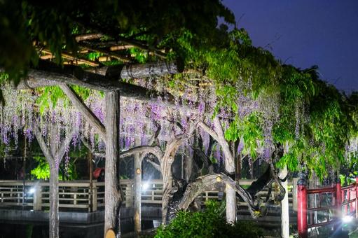 亀戸天神社の藤の花 ライトアップ 亀戸天神社の藤の花 ライトアップの写真