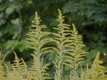 【花の写真】セイタカアワダチソウ 【花の写真】セイタカアワダチソウの写真