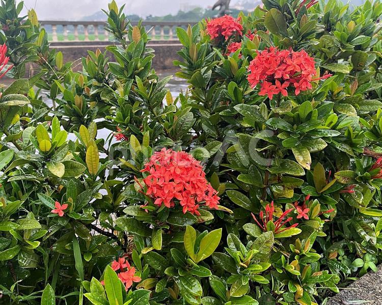 赤い花 花,赤,雨天の写真素材
