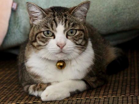 猫 猫の写真