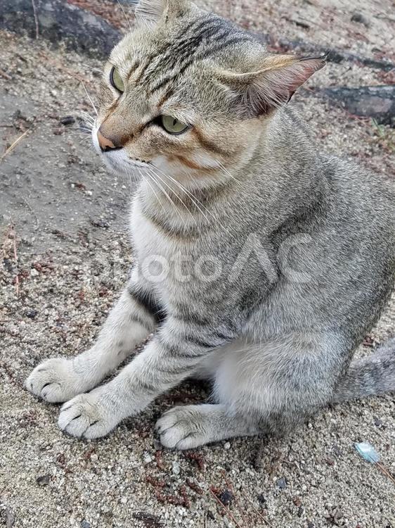 おとなしい猫 猫,ネコ,ねこの写真素材