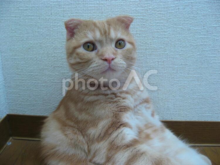 きょとんとする猫 動物,哺乳類,猫の写真素材