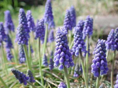 ムスカリ・Grape hyacinth ムスカリ・Grape hyacinthの写真