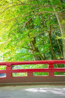 新緑と朱色の橋 新緑,緑,葉の写真素材
