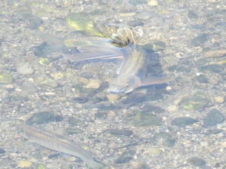 川面で産卵をする小魚 川面で産卵をする小魚の写真