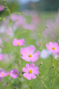 コスモス コスモスの写真