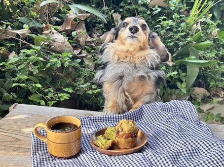 庭で犬と 犬,庭,ティータイムの写真素材