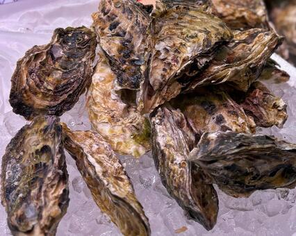 殻付き牡蠣と氷 牡蠣,殻付き牡蠣,海鮮の写真素材