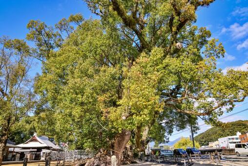 諫早神社の大楠群 諫早神社,四面宮,神社の写真素材