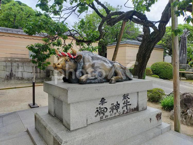 太宰府天満宮の御神牛 御神牛,太宰府天満宮,太宰府市の写真素材