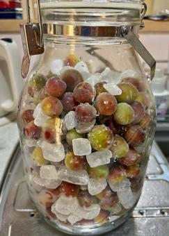 梅の氷砂糖漬けの仕込み 梅,梅シロップ,梅酒の写真素材