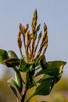 新芽の芽吹きの写真