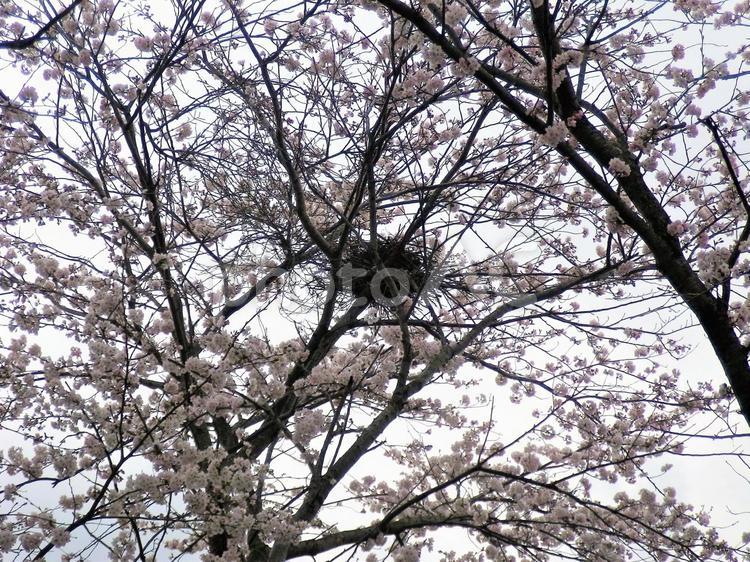 桜の木に鳥の巣がある風景 桜,鳥の巣,空の写真素材