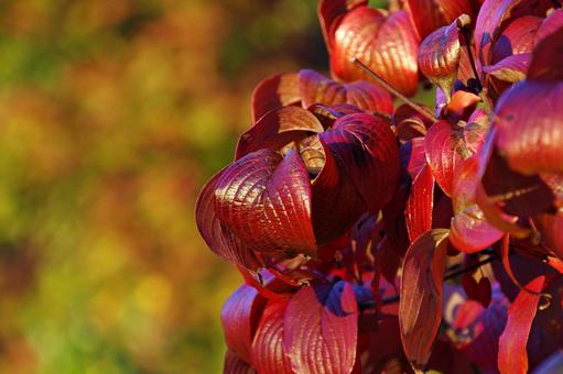 色づくハナミズキの葉 紅葉,色づく,ハナミズキの写真素材