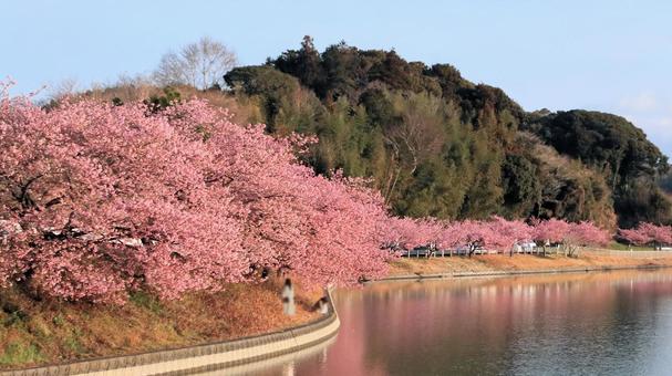 田ヶ池公園の河津桜 桜,花見,河津桜の写真素材