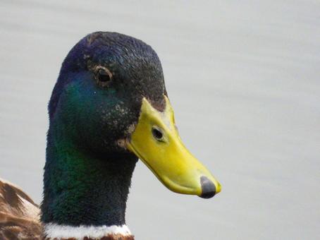 マガモのオスのアップ マガモ,野鳥,動物の写真素材