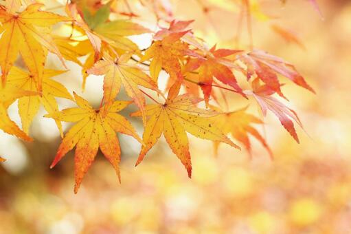 紅葉 紅葉の写真