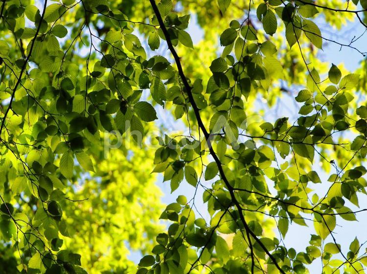 青空と木の葉 森,自然,森林の写真素材