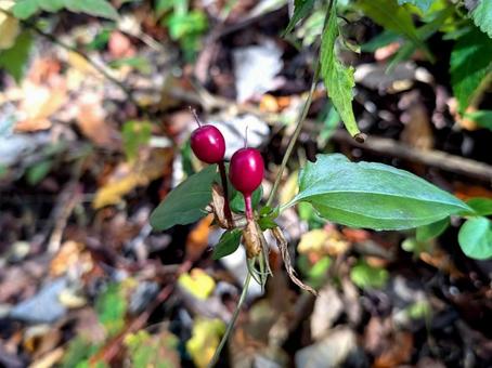 ツルリンドウの実 ツルリンドウ,実,赤い実の写真素材