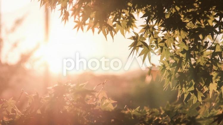 逆光の夕日に照らされる紅葉の葉 自然,風景,木の写真素材