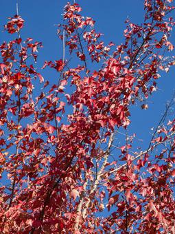 紅葉（トウカエデ）と青空 紅葉,青空,秋晴れの写真素材
