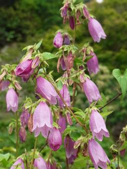 鈴なりに開花した赤紫色のホタルブクロ 鈴なりに開花した赤紫色のホタルブクロの写真